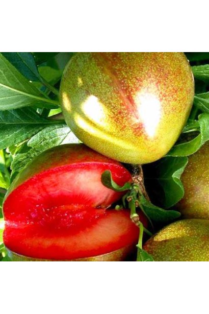 Плоды плуота Флейвор Супреме крупным планом на ветке.